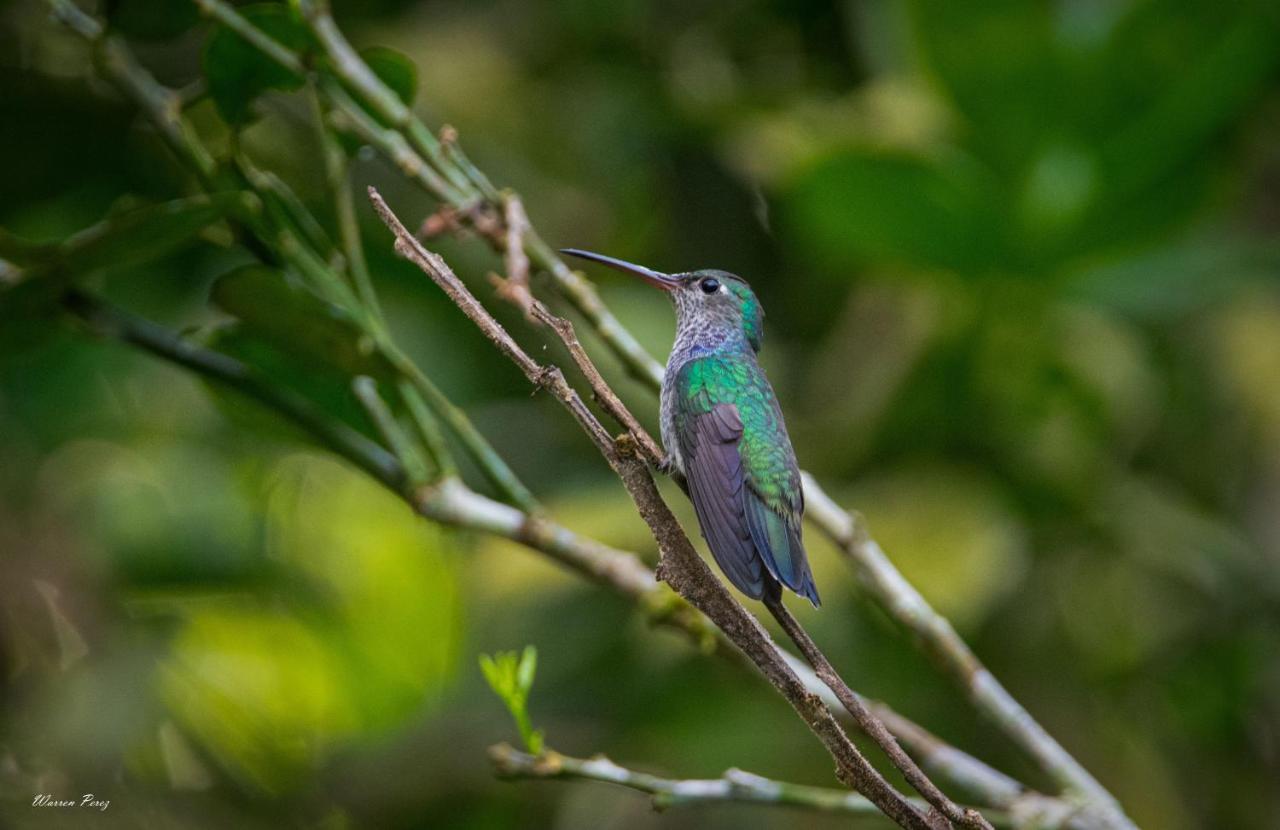 Shimiyacu Amazon Lodge Tarapoto Eksteriør bilde