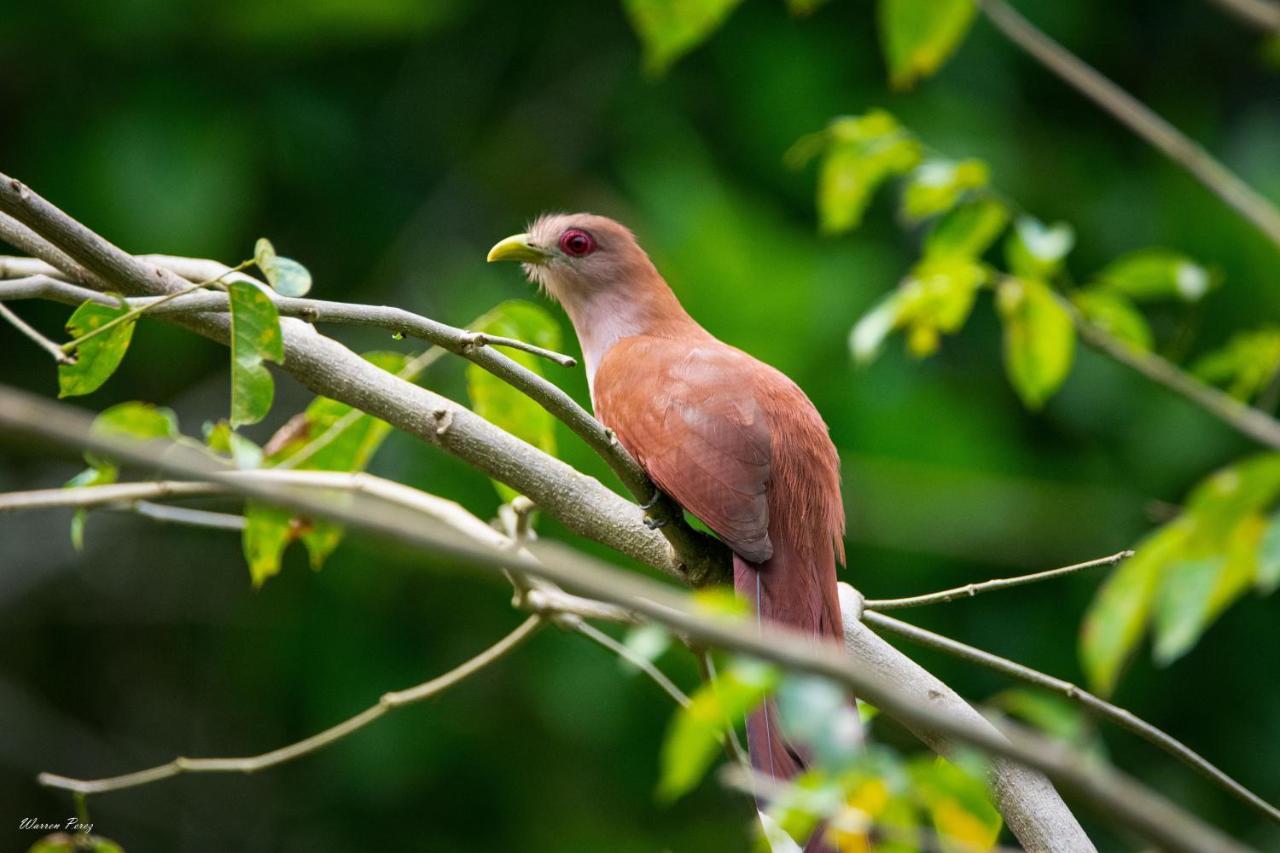 Shimiyacu Amazon Lodge Tarapoto Eksteriør bilde